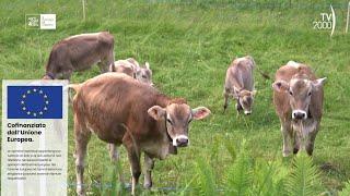 Agrinet: il futuro in campo - “Val di Rabbi: l’antico maso tra agricoltura e tradizioni di montagna"