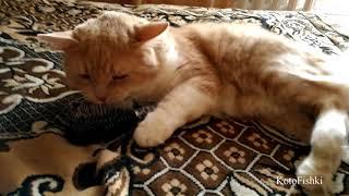 Кот балдеет от расчески :) | Cat and comb