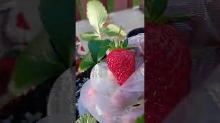 How I harvest my homegrown strawberries#how  #howto #homegrown