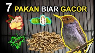 7 Makanan Burung PRENJAK Biar GACOR dan RAJIN BUNYI !