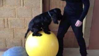 Pilates for dog