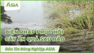 Biện Pháp Khắc Phục Cây ăn quả sau Bão| Sinh Học Châu Á #news #tintucmoinhat  #farming #tintuc