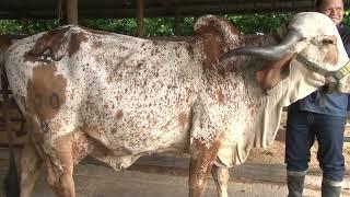 Cebú Gyr y Gyrolando Ganadería La Esmeralda Leche para el Trópico - Campo - Mundo del Campo