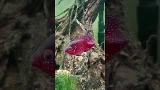 #shortsviral #fish #fishlover #feeds #subscribemychannel