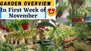 November Month Garden Overview | नवंबर माह में मेरे गार्डन का ओवरव्यू |