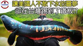 [生物放大鏡] 吞食人類與寵物的"弗蘭肯魚" | 美國人不敢下水的"噩夢" | 在台灣卻即將被消滅 !?