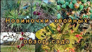 Новиночки хвойных растений!Садовые радости! Мой сад 29.04.2024г