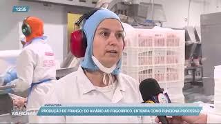 Produção de frango: do aviário ao frigorífico, entenda como funciona o processo