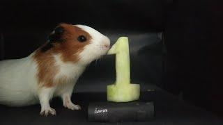 Guinea pig eating cocumber ASMR -1 #11