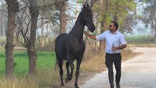 Mare Reshma show quality Marwari mare