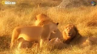 National Geographic Lion Documentary 2020 African Lions 2020Lions Brotherhood