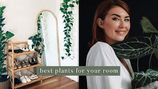 5 best indoor plants for your room 