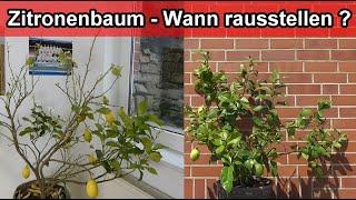 Zitronenbaum wann rausstellen? Zitrone nach Winter raus nach draußen stellen