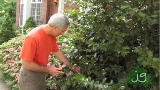 Joe Gardener: Simple Pruning for a Beautiful Garden