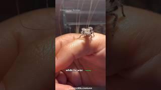 Tiny Spider's Hairy Misadventure: Mistaking a Prank for Home