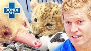 What is THAT?!  Not Your Average Patient! | Bondi Vet Compilations | Bondi Vet