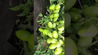 ВАЖНАЯ подкормка для завязи ТОМАТОВ, ОГУРЦОВ, ПЕРЦЕВ, было много цветочков и не опадали
