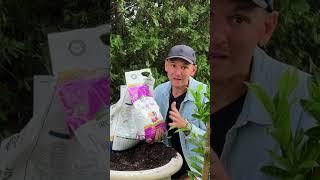 Tips for Planting Flowers in Containers 🪴🪻|| Wyse Guide