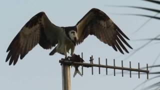 Osprey Breakfast