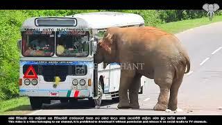 The fierce elephant is sometimes afraid of red buses   The Elephant