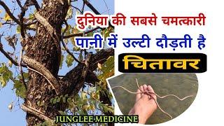 Identification, truth and mystery of the very rare miraculous chitavar wood (vomit vine)