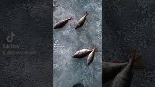 Окушки #окунь #северныйказахстан #никодавиталий