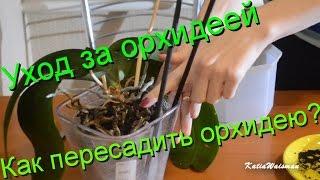 Основной уход за орхидеей/ Как пересадить орхидею?/ Спасаем орхидею