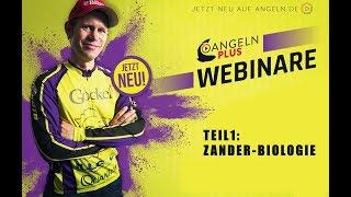 Zander-Biologie | Zanderangeln | ANGELNplus- Webinar mit Stephan Gockel