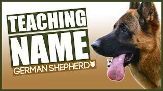 PUPPY TRAINING! Teaching Your GERMAN SHEPHERD Puppy Their Name