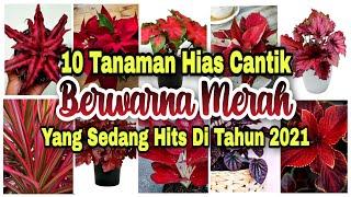 10 Tanaman Hias Cantik Berwarna Merah Yang Sedang Hits di Tahun 2021