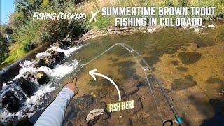 Summertime Brown Trout Fishing in Colorado