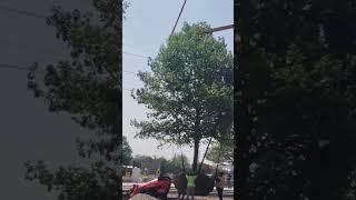 Planting Large Mature Tree with a Crane