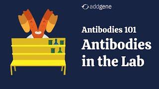 Antibodies in the Lab - Addgene's Antibodies 101