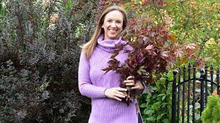 Purple Foliage Shrubs Every Garden Needs  // Northlawn Flower Farm