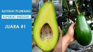 #BibitBuahku | Avocado WINNER.! Pluwang Avocado Type (Big, Delicious and Expensive) | 0812 1136 9090