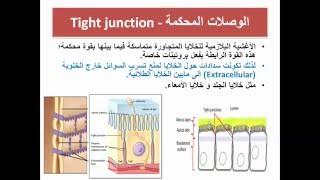 الروابط بين الخلوية (مفاصل الخلايا)- Intercellular junctions