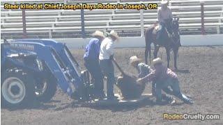 The American Veterinary Medical Association Ignores Obvious Rodeo Cruelty