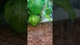 Veiled Chameleon eating a cricket