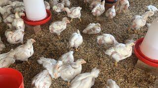 Day 30 of 42 | Mastering the Art of Raising Chickens | Essential Guide to Managing Feed and Growth