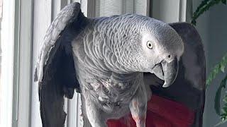 A few minutes of silliness with Symon The African Grey Talking Parrot#africangrey #talkingparrot