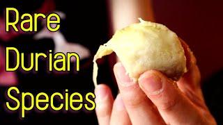 Taste Testing A Rare Species of Durian (Durio lowianus) - Weird Fruit Explorer