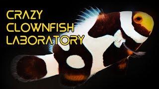CRAZY Clownfish Laboratory in Taiwan
