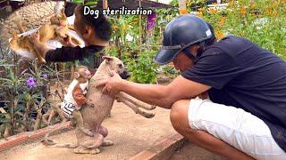 BiBi was happy when Xoai returned home - The veterinarian sterilized the dogs