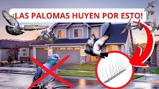 Cómo AHUYENTAR palomas | Pinchos ANTI PALOMAS y Anti Aves |  Rápido, Fácil y Efectivo