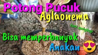 POTONG PUCUK AGLAONEMA TINGGI SEKALIGUS MEMPERBANYAK ANAKAN