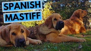 Spanish Mastiff Dog Breed - Facts and Information