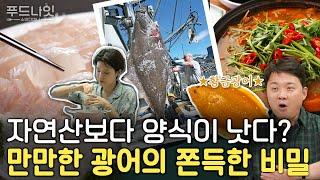 1kg에 30만 원이었던 광어, 국민 횟감 된 이유