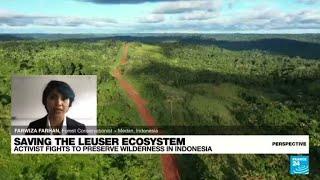 Wilderness in Indonesia: saving the Leuser Ecosystem • FRANCE 24 English