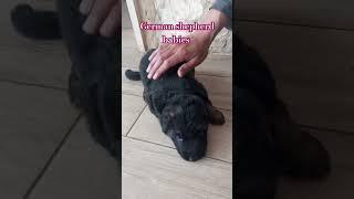 German shepherd babies #germanshepherd #babies #maxx #dog #shorts #shortvideo