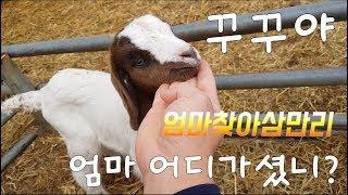 서울촌놈의 염소농장 24시 - 고아될뻔한 아이들 구하기 대작전 1탄(메이와 꾸꾸) plan to find the mother goat for baby goats goatlings